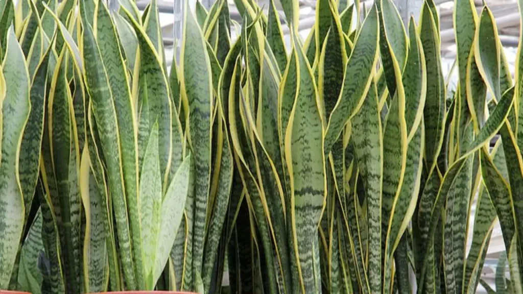 Plantas que absorvem humidade do ar