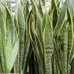 Plantas que absorvem humidade do ar