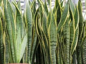 Plantas que absorvem humidade do ar