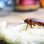 O que fazer para acabar com as baratas