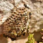 O que fazer para desinchar picada de vespa