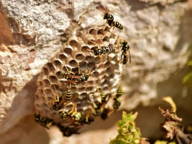 O que fazer para desinchar picada de vespa