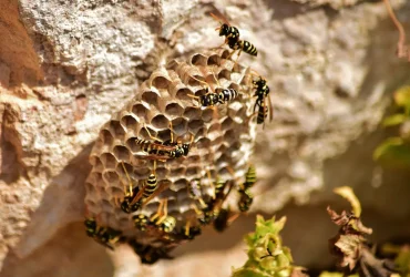 O que fazer para desinchar picada de vespa