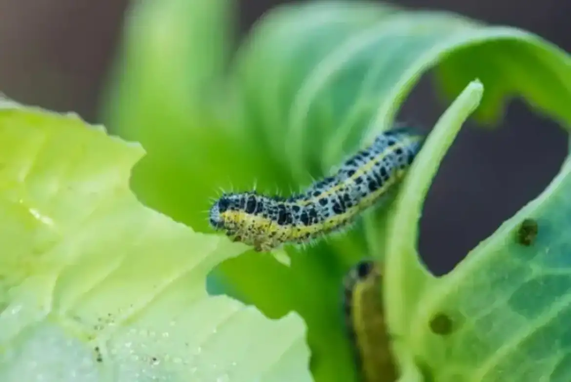 Como Eliminar Lagarta da Couve com Vinagre