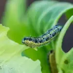 Como Eliminar Lagarta da Couve com Vinagre