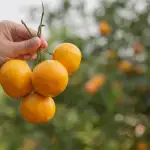 Como tratar laranjeiras doentes