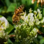 Quanto tempo vive uma abelha rainha