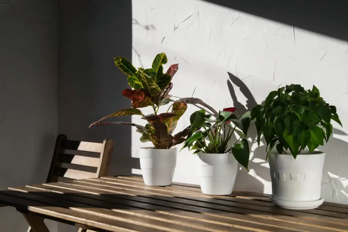 Plantas que absorvem humidade