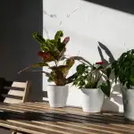 Plantas que absorvem humidade